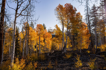 Sunny view of the beautiful fall color around Dixie National Forest