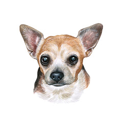 Watercolor illustration of a funny dog. Hand made character. Portrait cute dog isolated on white background. Watercolor hand-drawn illustration. Popular breed dog.