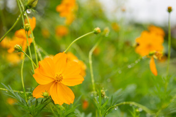 Yellow  cosmos flower soft focus with some sharp and blurred background.