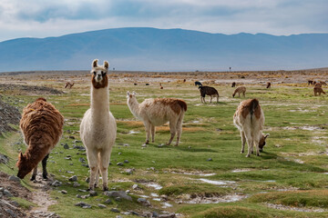 llama in the andes