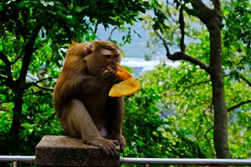 Thai Southern pig-tailed macaque (Macaca nemestrina) monkey is eating ripe mango on the wall.