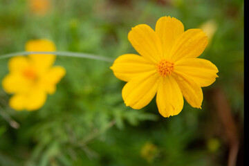 Yellow  cosmos flower soft focus with some sharp and blurred background.