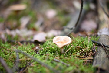 Mushrooms in the autumn forest.