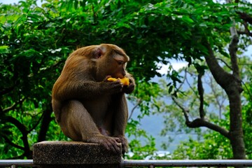 Fototapeta premium Thai Southern pig-tailed macaque (Macaca nemestrina) monkey is eating ripe mango on the wall.