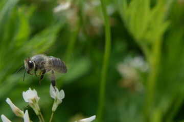 bee