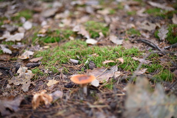 Mushrooms in the autumn forest.