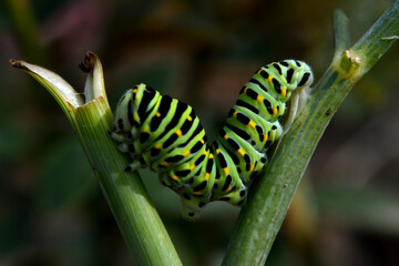 caterpillar