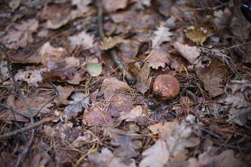 Mushrooms in the autumn forest.