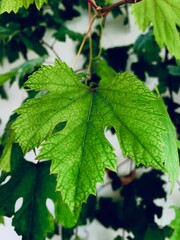 green leaves of a tree
