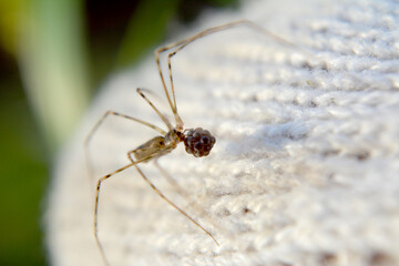 spider on a leaf