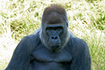 Obraz premium Western lowland gorilla (Gorilla gorilla gorilla)