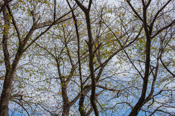 trees with fallen leaves under the blue sky