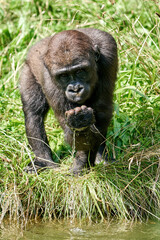 Western lowland gorilla (Gorilla gorilla gorilla)