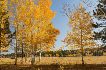 Beautiful sunny fall color of the Uinta Flat Designated Dispersed Camping Area