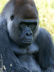 Western lowland gorilla (Gorilla gorilla gorilla)