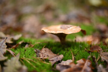 Mushrooms in the autumn forest.