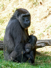 Western lowland gorilla (Gorilla gorilla gorilla)