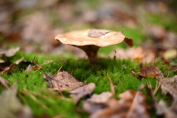 Mushrooms in the autumn forest.