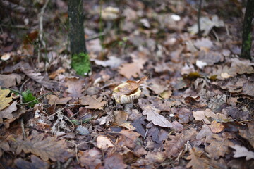 Mushrooms in the autumn forest.
