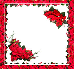 Beautiful Christmas composition with poinsettia on white background