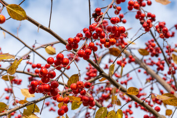 Wild ripe red apples on the tree . Selective focus.