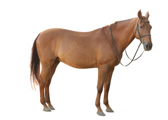 Fototapeta premium Chestnut horse on white background