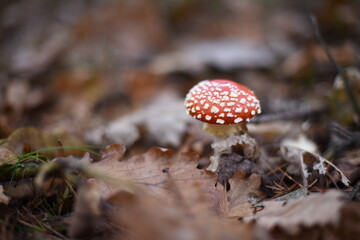 Mushrooms in the autumn forest.