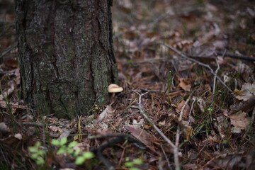 Mushrooms in the autumn forest.