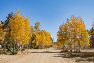 Fototapeta premium Beautiful sunny fall color around Strawberry Point Road