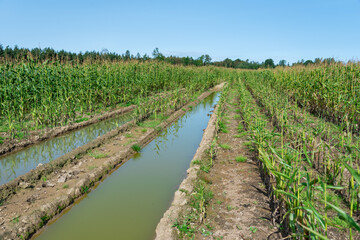 Fototapeta na wymiar Flooded field of corn.