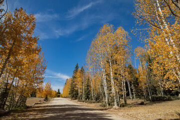 Fototapeta premium Beautiful sunny fall color around Strawberry Point Road