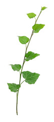 Naklejka premium Green ivy on white background