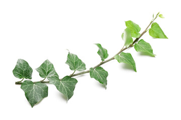 Green ivy on white background