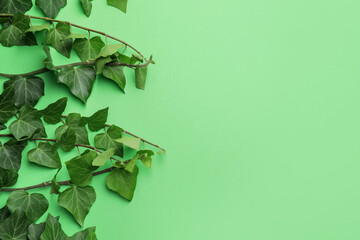 Green ivy branches on color background