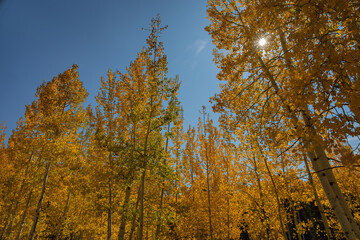 Beautiful sunny fall color around Strawberry Point Road