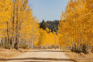Beautiful sunny fall color around Strawberry Point Road
