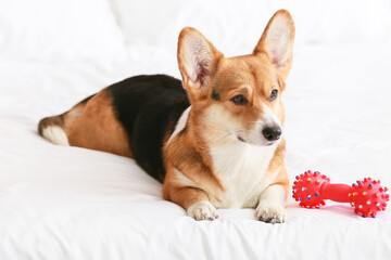 Cute dog with toy lying on bed