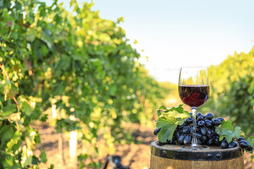 Barrel, glass of wine and ripe grapes in vineyard