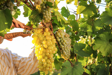 Woman cutting cluster of fresh ripe juicy grapes with pruner in vineyard