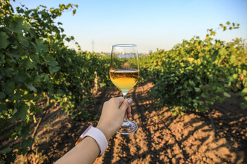 Woman with glass of tasty wine in vineyard