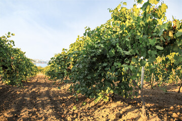 Fototapeta na wymiar View of vineyard in countryside