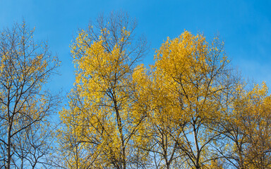 Autumn trees against the blue sky. Colorful natural background.