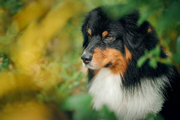 dog peeks out of the autumn leaves. Tricolor Australian Shepherd. Portrait of a pet in nature