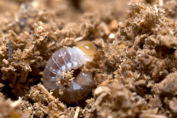 コクワガタの幼虫