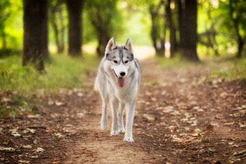 A young Siberian Husky female is standing in the forest on the brown trail with leaves. She has brown eyes, grey and white fur. There are a lot of trees and green grass in the background.