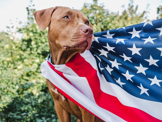 Lovable, pretty puppy of chocolate color. Close-up, outdoor. Day light. Concept of care, education,...