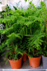 Araucaria Plant on flowerpot for sale in the store. Choosing plants house