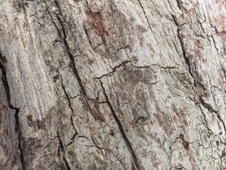 Close-up dry bark background from big tree