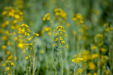 Detail of flowering rapeseed field, canola or colza (Brassica Napus)/ Plant for green energy and oil industry. Source of vegetable oil and a source of protein flour.  Rape seed on nature background