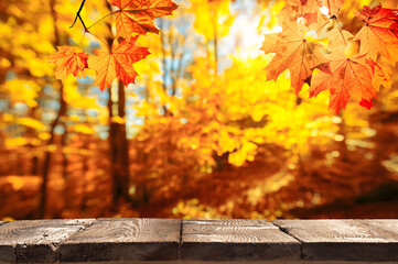 Naklejka na ściany i meble Wooden table surface at autumn fall forest. Beautiful sunny autumn day. Perfect seasonal display template for your products.